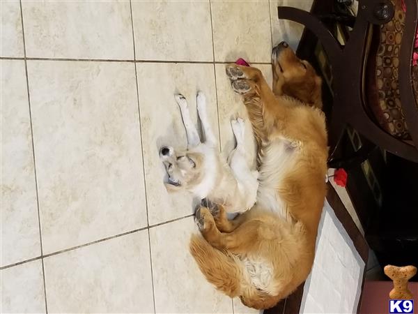 a golden retriever dog lying on its back on the floor