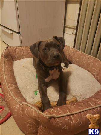 a american pit bull dog sitting on a chair