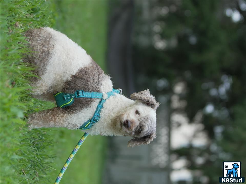 a poodle dog with a leash on
