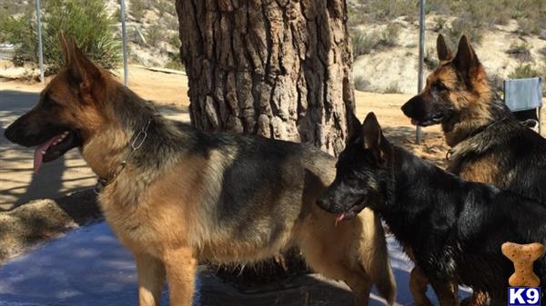 a group of german shepherd dogs standing next to a tree