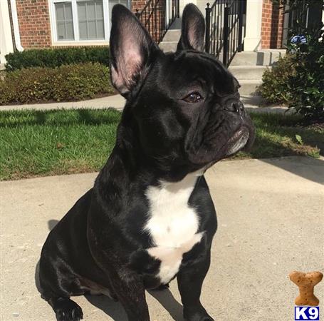 a black and white french bulldog dog