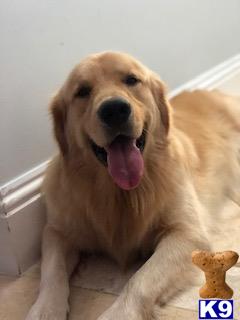 a golden retriever dog sitting on a couch