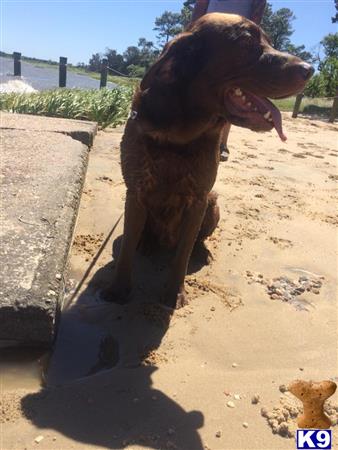 a labrador retriever dog standing on a rock