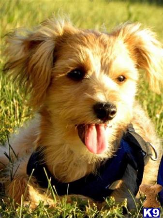 a yorkshire terrier dog with its tongue out