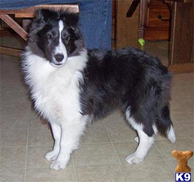 Sweet Bi-Black Sheltie wants some kids to play wit