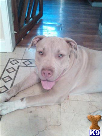 a american pit bull dog lying on the floor