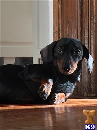 a dachshund dog lying on a couch