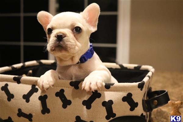 a french bulldog dog in a basket