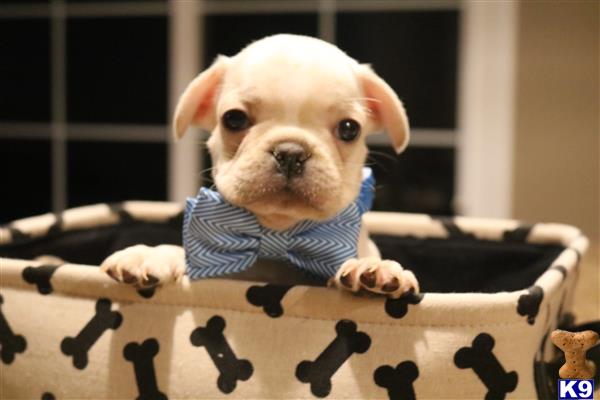 a french bulldog dog wearing a bow tie