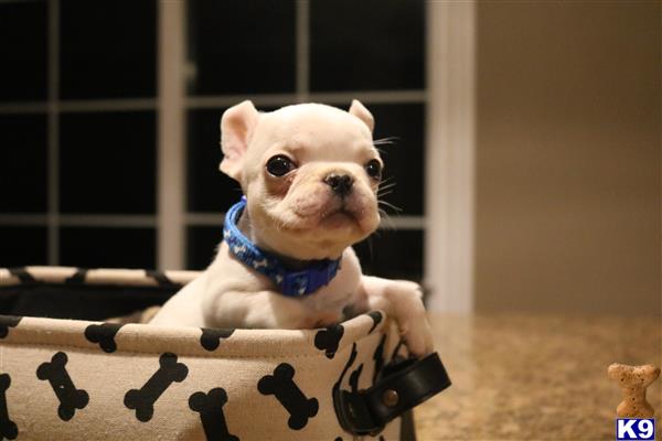 a french bulldog dog in a basket