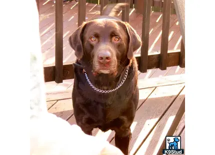 a labrador retriever dog sitting on a deck