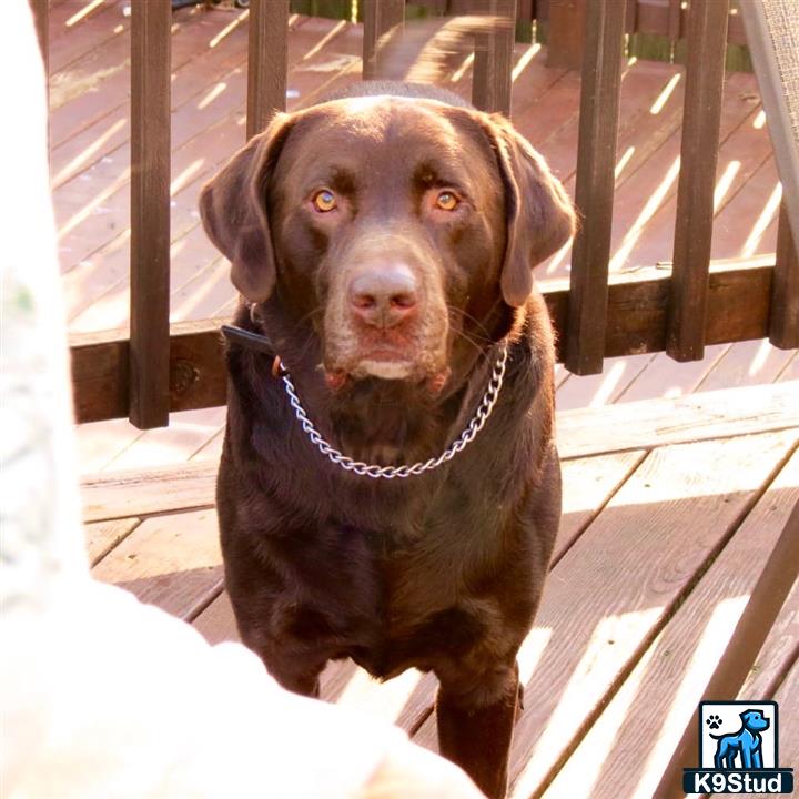 a labrador retriever dog sitting on a deck