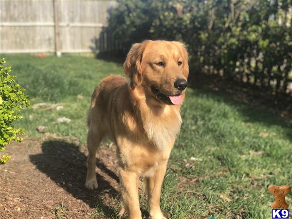 a golden retriever dog standing in a yard