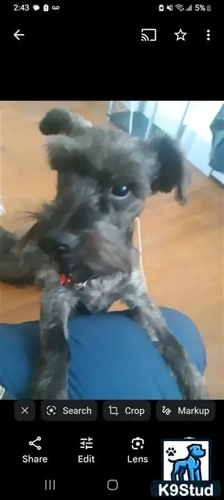 Miniature Schnauzer