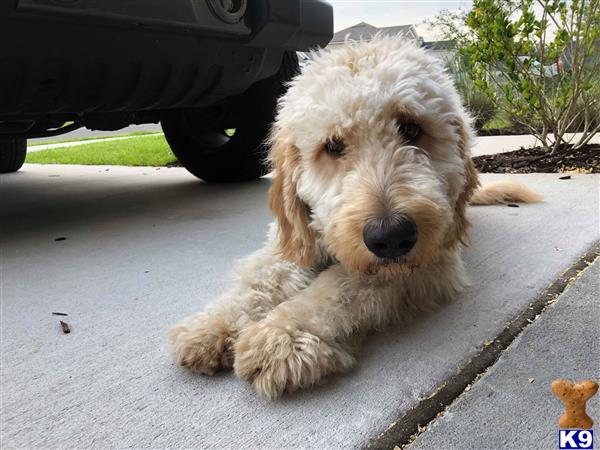 a goldendoodles dog sitting on the sidewalk