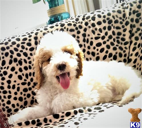 a poodle dog lying on a bed