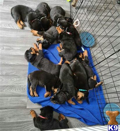 a group of rottweiler puppies on a blue mat