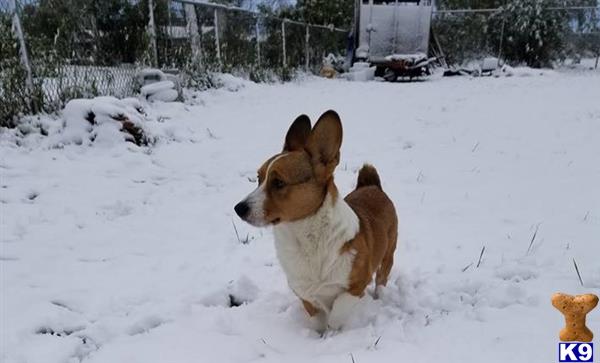 a pembroke welsh corgi dog in the snow