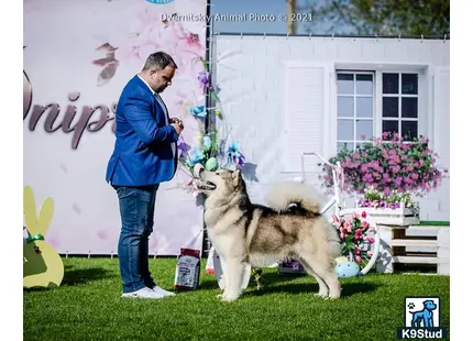 a person and a alaskan malamute dog