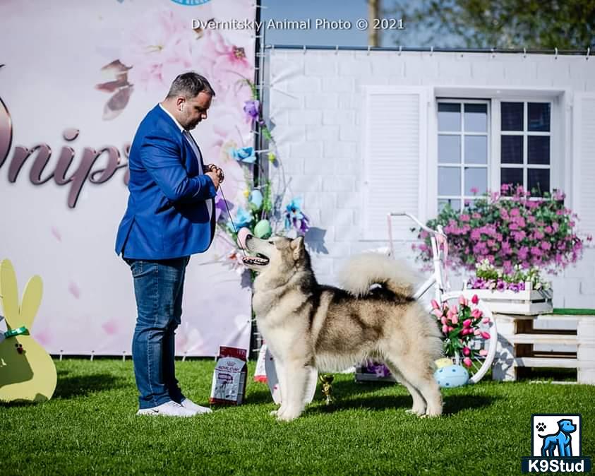 a person and a alaskan malamute dog