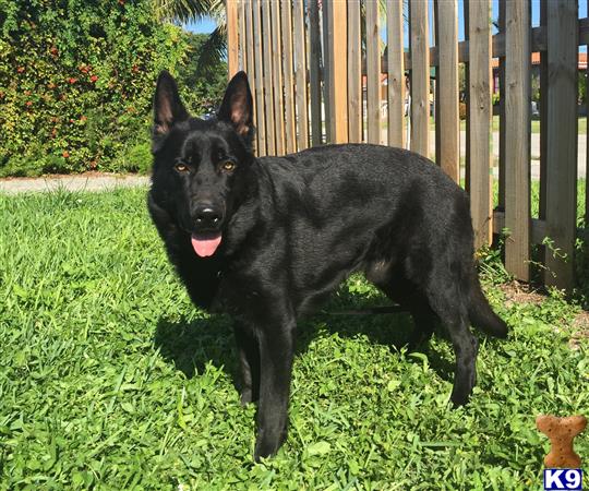 a black german shepherd dog standing in the grass