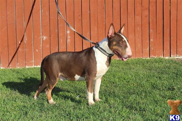 a bull terrier dog with a leash on
