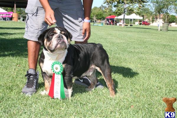 a english bulldog dog sitting on a leash