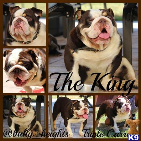 a collage of a english bulldog dog