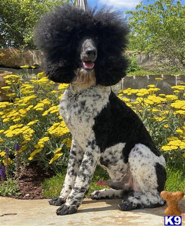 a poodle dog standing outside
