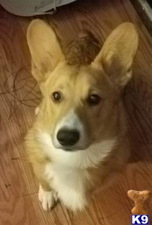 a pembroke welsh corgi dog with a cone on its head