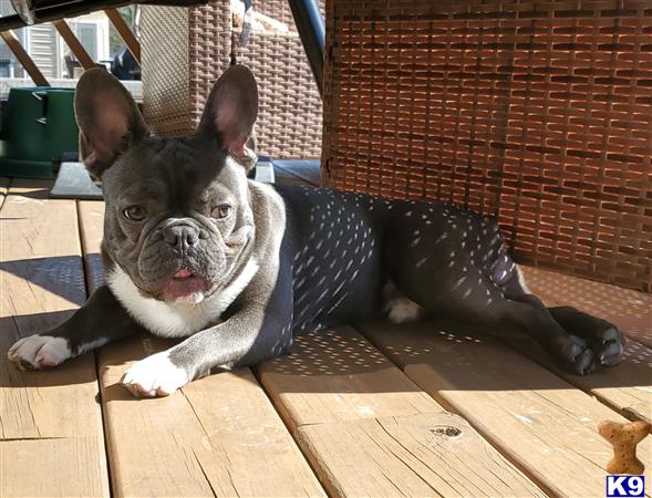 a french bulldog dog lying on a couch