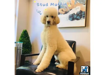 a poodle dog sitting on a chair