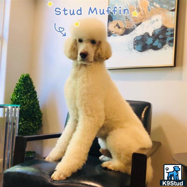 a poodle dog sitting on a chair