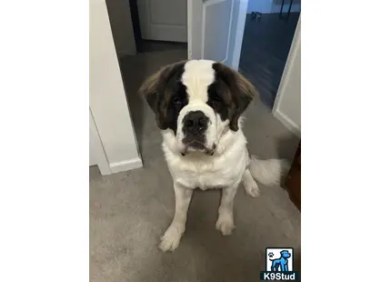 a saint bernard dog sitting on the floor