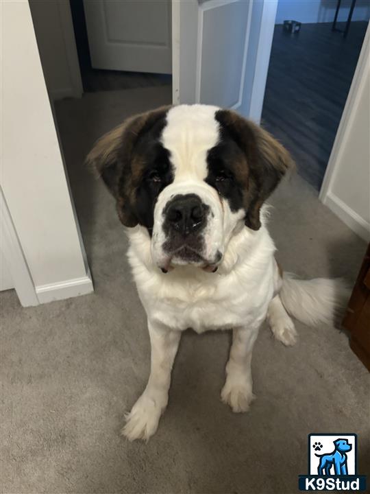 a saint bernard dog sitting on the floor