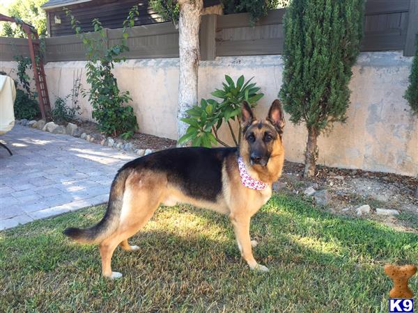 a german shepherd dog standing in the grass