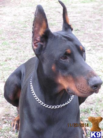 a doberman pinscher dog with a chain around its neck