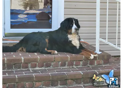 a bernese mountain dog dog lying on a brick surface