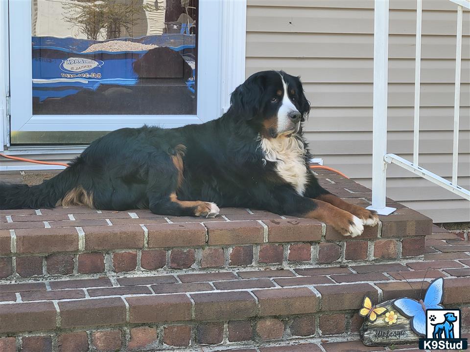 a bernese mountain dog dog lying on a brick surface