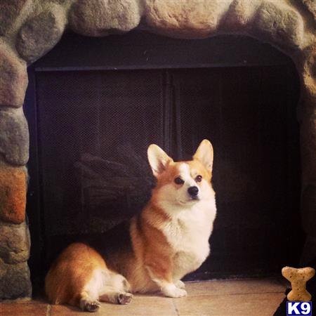 a pembroke welsh corgi dog sitting in a doorway