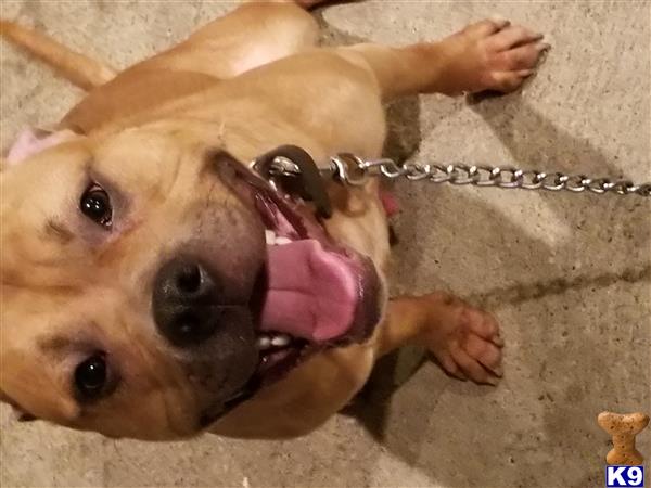 a american pit bull dog with a pink ribbon around its neck