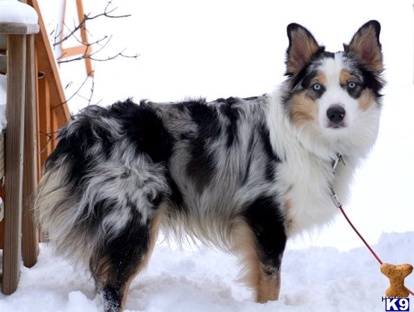 a australian shepherd dog on a leash in the snow