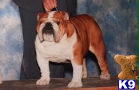 a bulldog dog standing on a table