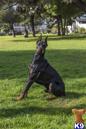 a doberman pinscher dog sitting in a grassy area