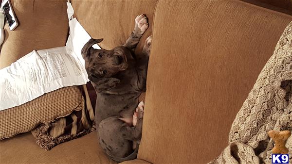 a cat lying on a couch