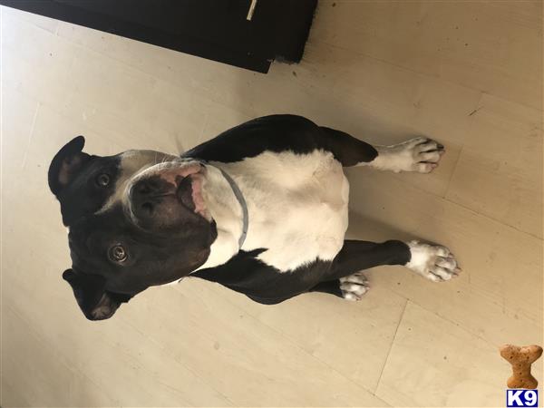 a american pit bull dog lying on the floor