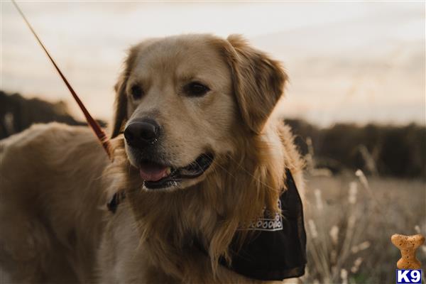 a golden retriever dog on a leash