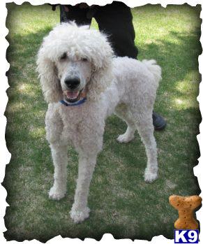 a white poodle dog standing on grass