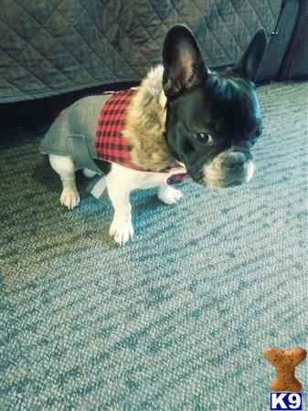 a french bulldog dog wearing a sweater