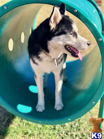 a siberian husky dog in a green slide